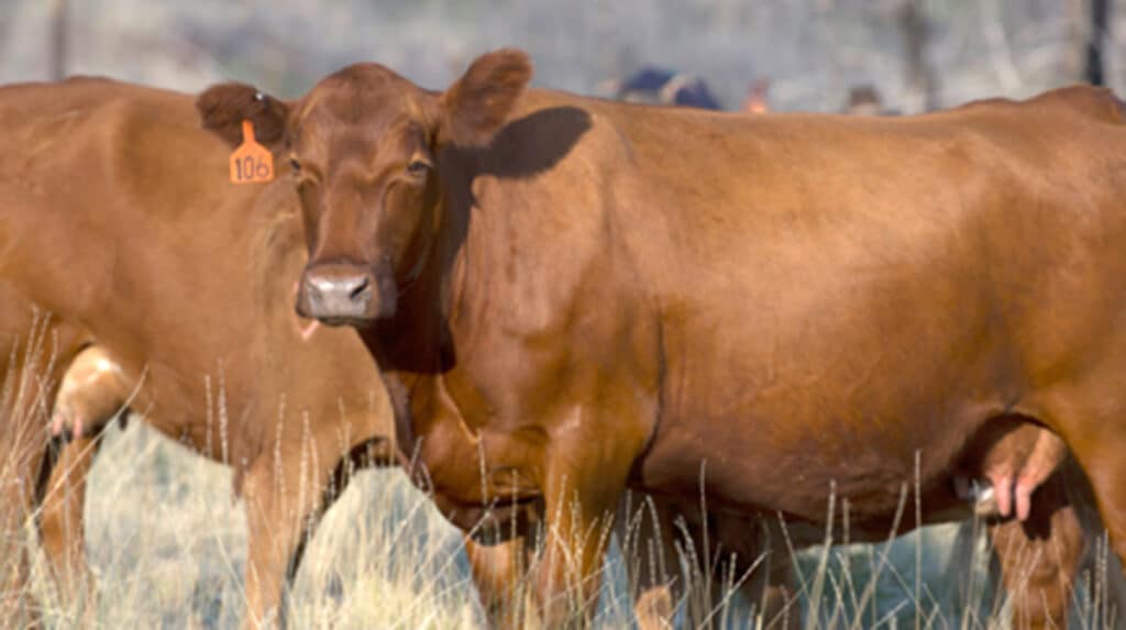 A brown cow with a numbered ear tag stands in a grassy field, facing the camera. Another cow is partially visible in the background.